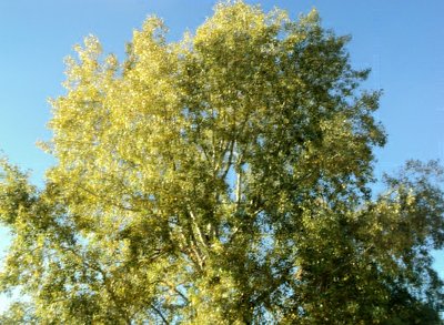 DSC04358.JPG