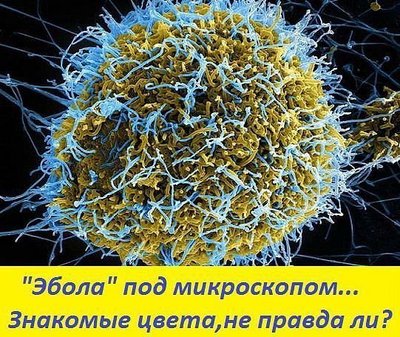 ebola_image.jpeg