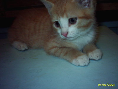 PIC_0009.JPG