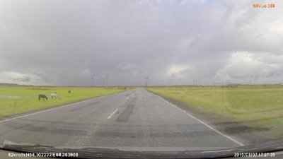 Лошади на свеженькой после дождя траве в д.Сабанаки