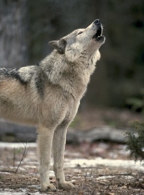 ~Волк~ (9).JPG