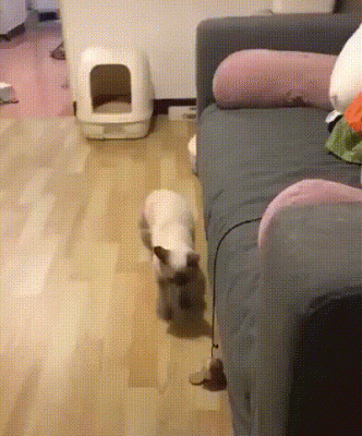 playingcat.gif